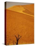 Camelthorn Trees Below Sand Dunes-Stuart Westmorland-Stretched Canvas