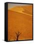 Camelthorn Trees Below Sand Dunes-Stuart Westmorland-Framed Stretched Canvas