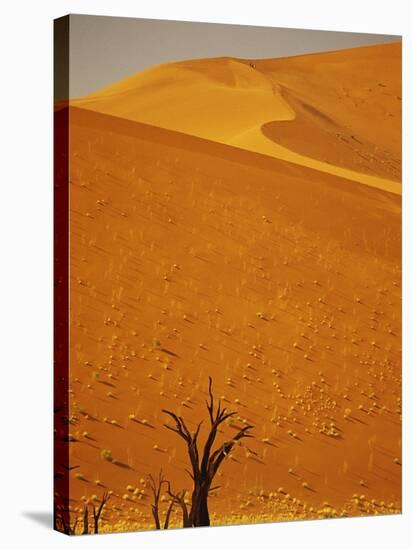 Camelthorn Trees Below Sand Dunes-Stuart Westmorland-Stretched Canvas