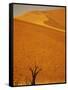 Camelthorn Trees Below Sand Dunes-Stuart Westmorland-Framed Stretched Canvas