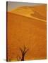 Camelthorn Trees Below Sand Dunes-Stuart Westmorland-Stretched Canvas