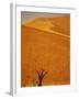 Camelthorn Trees Below Sand Dunes-Stuart Westmorland-Framed Photographic Print