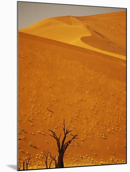 Camelthorn Trees Below Sand Dunes-Stuart Westmorland-Mounted Photographic Print