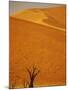 Camelthorn Trees Below Sand Dunes-Stuart Westmorland-Mounted Photographic Print