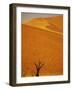 Camelthorn Trees Below Sand Dunes-Stuart Westmorland-Framed Photographic Print