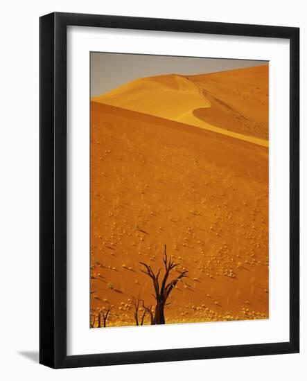 Camelthorn Trees Below Sand Dunes-Stuart Westmorland-Framed Photographic Print