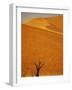 Camelthorn Trees Below Sand Dunes-Stuart Westmorland-Framed Photographic Print