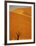 Camelthorn Trees Below Sand Dunes-Stuart Westmorland-Framed Photographic Print