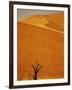 Camelthorn Trees Below Sand Dunes-Stuart Westmorland-Framed Photographic Print