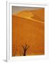 Camelthorn Trees Below Sand Dunes-Stuart Westmorland-Framed Photographic Print