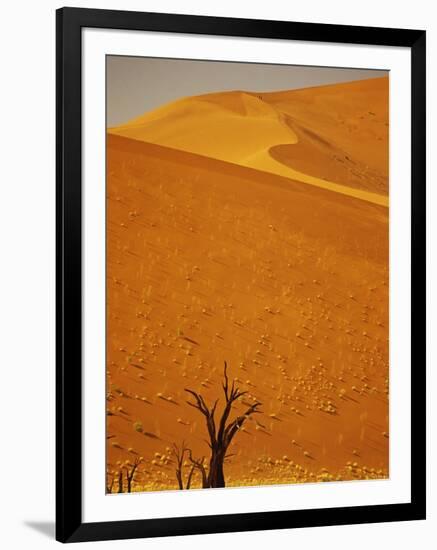 Camelthorn Trees Below Sand Dunes-Stuart Westmorland-Framed Photographic Print
