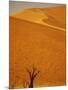 Camelthorn Trees Below Sand Dunes-Stuart Westmorland-Mounted Photographic Print