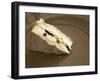 Camembert Cheese Stuffed with Truffles at La Truffe De Ventoux Truffle Farm, Vaucluse, Rhone-Per Karlsson-Framed Photographic Print