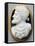 Cameo of Charles V, Holy Roman Emperor-null-Framed Stretched Canvas