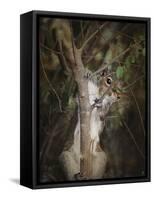 Camera Shy Squirrel-Jai Johnson-Framed Stretched Canvas