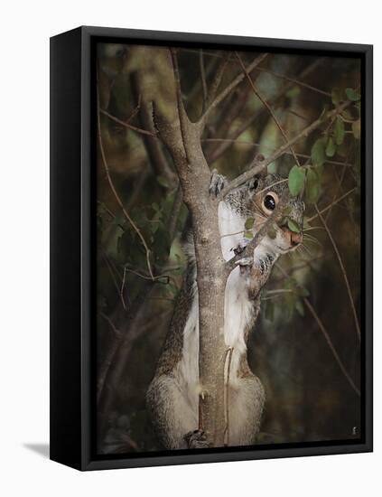 Camera Shy Squirrel-Jai Johnson-Framed Stretched Canvas