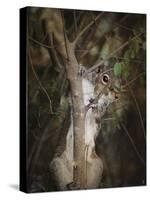 Camera Shy Squirrel-Jai Johnson-Stretched Canvas