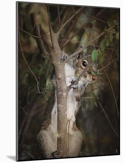 Camera Shy Squirrel-Jai Johnson-Mounted Giclee Print