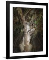 Camera Shy Squirrel-Jai Johnson-Framed Giclee Print