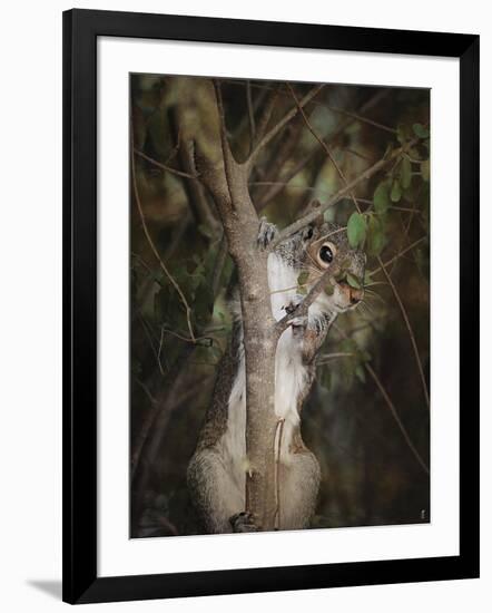 Camera Shy Squirrel-Jai Johnson-Framed Giclee Print