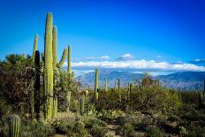 Desert Scape-CameramanHamilton-Stretched Canvas