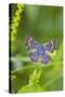 Cameron County, Texas. Blue Metalmark Butterfly Nectaring, Heliotrope-Larry Ditto-Stretched Canvas