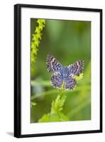 Cameron County, Texas. Blue Metalmark Butterfly Nectaring, Heliotrope-Larry Ditto-Framed Photographic Print