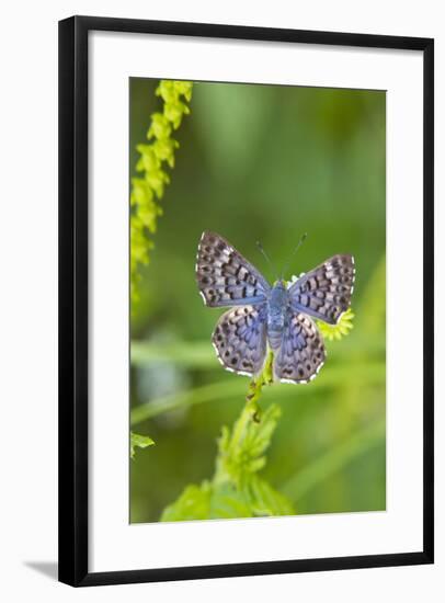 Cameron County, Texas. Blue Metalmark Butterfly Nectaring, Heliotrope-Larry Ditto-Framed Photographic Print