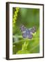 Cameron County, Texas. Blue Metalmark Butterfly Nectaring, Heliotrope-Larry Ditto-Framed Photographic Print