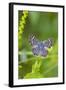 Cameron County, Texas. Blue Metalmark Butterfly Nectaring, Heliotrope-Larry Ditto-Framed Photographic Print