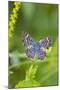 Cameron County, Texas. Blue Metalmark Butterfly Nectaring, Heliotrope-Larry Ditto-Mounted Photographic Print