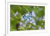 Cameron County, Texas. Blue Metalmark Butterfly Nectaring-Larry Ditto-Framed Photographic Print