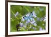 Cameron County, Texas. Blue Metalmark Butterfly Nectaring-Larry Ditto-Framed Photographic Print