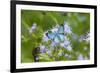 Cameron County, Texas. Blue Metalmark Butterfly Nectaring-Larry Ditto-Framed Photographic Print