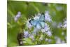Cameron County, Texas. Blue Metalmark Butterfly Nectaring-Larry Ditto-Mounted Photographic Print