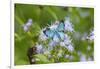 Cameron County, Texas. Blue Metalmark Butterfly Nectaring-Larry Ditto-Framed Photographic Print