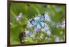 Cameron County, Texas. Blue Metalmark Butterfly Nectaring-Larry Ditto-Framed Photographic Print