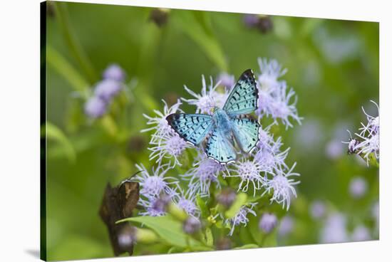 Cameron County, Texas. Blue Metalmark Butterfly Nectaring-Larry Ditto-Stretched Canvas