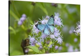 Cameron County, Texas. Blue Metalmark Butterfly Nectaring-Larry Ditto-Stretched Canvas