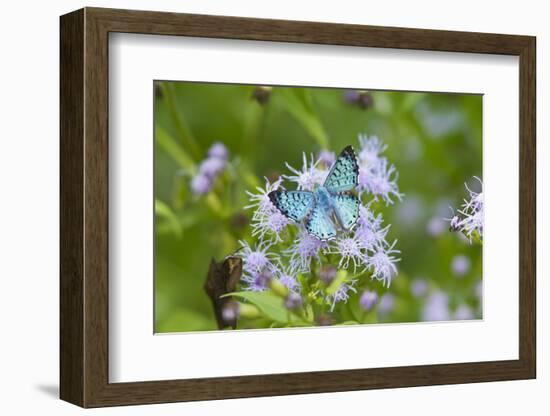 Cameron County, Texas. Blue Metalmark Butterfly Nectaring-Larry Ditto-Framed Photographic Print