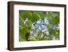 Cameron County, Texas. Blue Metalmark Butterfly Nectaring-Larry Ditto-Framed Photographic Print