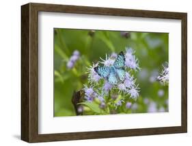 Cameron County, Texas. Blue Metalmark Butterfly Nectaring-Larry Ditto-Framed Photographic Print