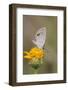 Cameron County, Texas. Ceraunus Blue Butterfly Nectaring on Daisy-Larry Ditto-Framed Photographic Print