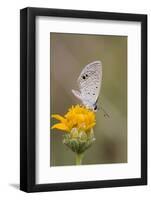 Cameron County, Texas. Ceraunus Blue Butterfly Nectaring on Daisy-Larry Ditto-Framed Photographic Print