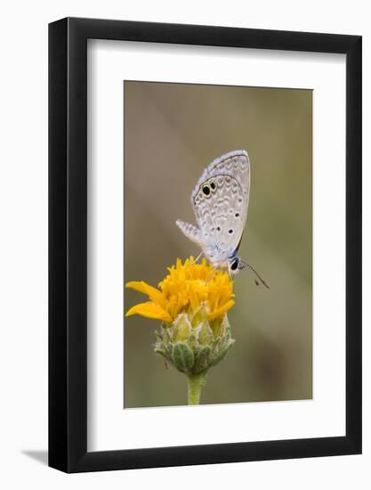 Cameron County, Texas. Ceraunus Blue Butterfly Nectaring on Daisy-Larry Ditto-Framed Photographic Print