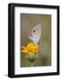 Cameron County, Texas. Ceraunus Blue Butterfly Nectaring on Daisy-Larry Ditto-Framed Photographic Print