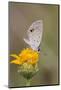 Cameron County, Texas. Ceraunus Blue Butterfly Nectaring on Daisy-Larry Ditto-Mounted Photographic Print