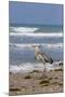 Cameron County, Texas. Great Blue Heron, Ardea Herodias, Feeding-Larry Ditto-Mounted Premium Photographic Print