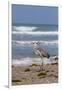 Cameron County, Texas. Great Blue Heron, Ardea Herodias, Feeding-Larry Ditto-Framed Photographic Print