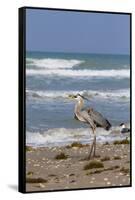 Cameron County, Texas. Great Blue Heron, Ardea Herodias, Feeding-Larry Ditto-Framed Stretched Canvas